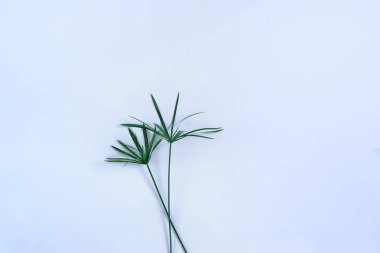Tropikal egzotik yeşil palmiye dalları üzerinde soluk mavi background.abstract bırakır. En az concept.top view.copy alanı