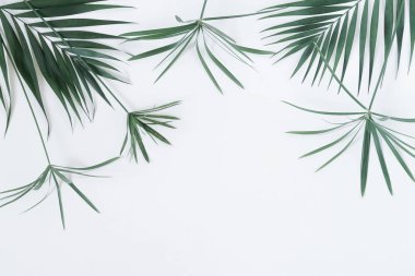 Tropikal egzotik yeşil palmiye dalları üzerinde soluk mavi background.abstract bırakır. En az concept.top view.copy alanı
