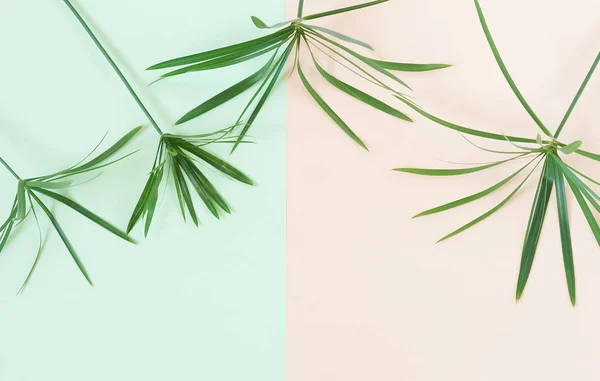 Abstrakte Pastellfarben Hintergrund Mit Tropischen Exotischen Palmblättern Minimaler Geometrischer Hintergrund — Stockfoto