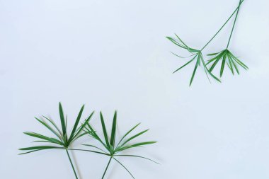 Tropikal egzotik yeşil palmiye dalları üzerinde soluk mavi background.abstract bırakır. En az concept.top view.copy alanı