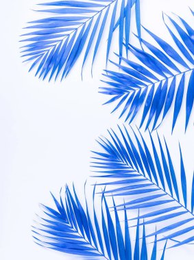 Mavi renk palmiye dalları. soyut. en iyi view.copy alanı