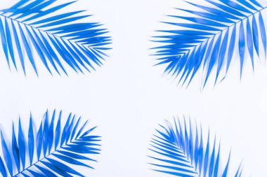 Mavi renk palmiye dalları. soyut. en iyi view.copy alanı