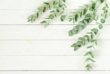 Okaliptüs şube Beyaz ahşap zemin üzerinde çerçeve yaptı. Düz yatıyordu, en iyi görünüm. kopya alanı