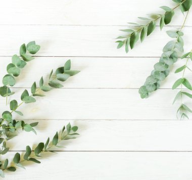 Okaliptüs şube Beyaz ahşap zemin üzerinde çerçeve yaptı. Düz yatıyordu, en iyi görünüm. kopya alanı