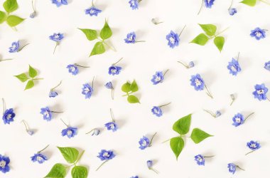 Çiçek desen arka plan. mavi çiçekler ve beyaz zemin üzerine yeşil yaprakları. Düz yatıyordu, en iyi görünümü. 