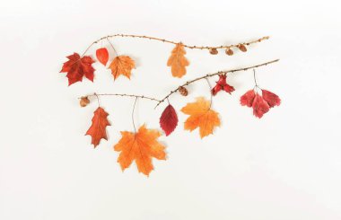 Sonbahar kompozisyon arka plan. Sonbahar ağacı yapılmış kare desen bırakır, beyaz arka plan üzerinde meşe palamudu. Üstten görünüm. Uzay kopyalayın. Düz yatıyordu