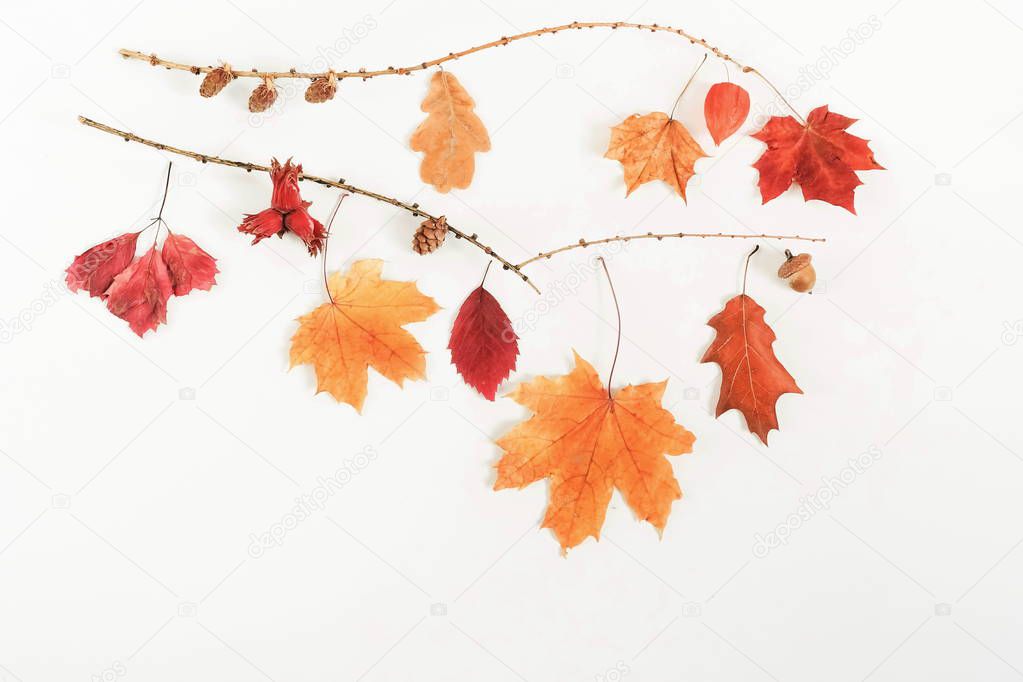 Autumn composition background. Frame pattern made of autumn tree leaves, acorns on white background. Top view. Copy space. Flat lay