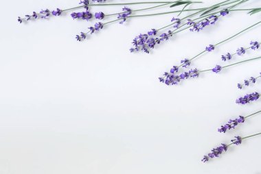 Çiçekler arka plan. Lavanta çiçekleri soluk mavi zemin üzerine çerçeve deseni. üstten görünüm. kopya alanı