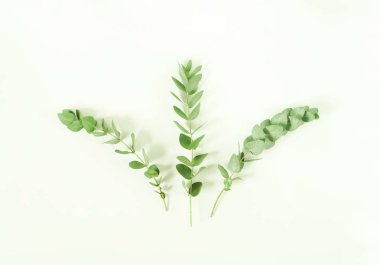 Okaliptüs dalları beyaz arka plan üzerinde. Düz yatıyordu, en iyi görünüm. kopya alanı