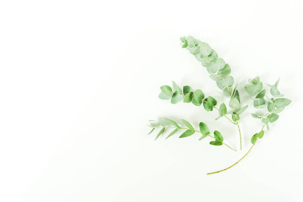 Eucalyptus branches on white background. Flat lay, top view. copy space