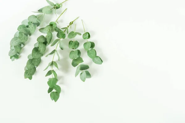 Eucalyptus Branches White Background Flat Lay Top View Copy Space — Stock Photo, Image