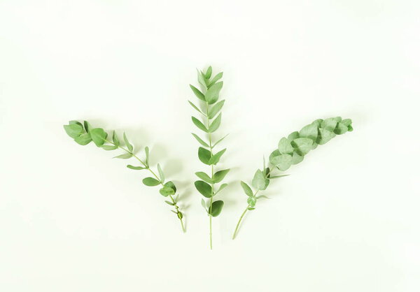 Eucalyptus branches on white background. Flat lay, top view. copy space