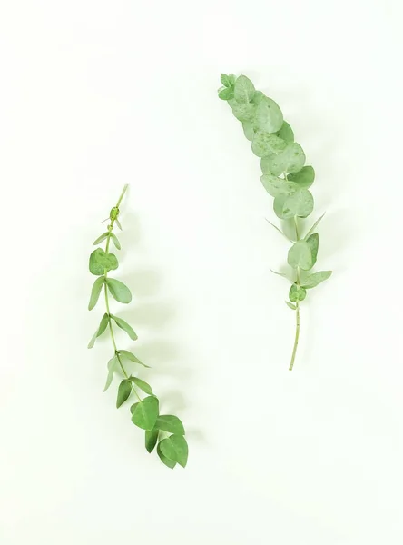 Eucalyptus branches on white background. Flat lay, top view. copy space