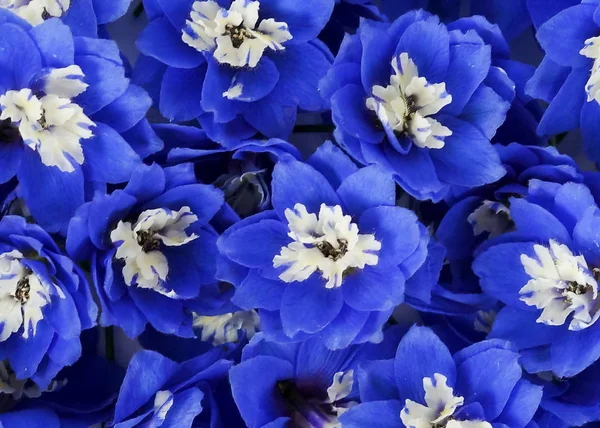 Hermosas Flores Azules Fondo — Foto de Stock