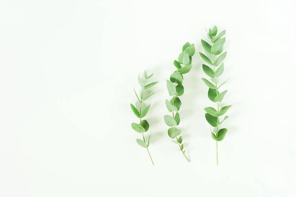 Eucalyptus branches on white background. Flat lay, top view. copy space