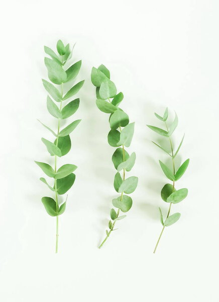 Eucalyptus branches on white background. Flat lay, top view. copy space