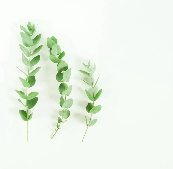 Eucalyptus branches on white background. Flat lay, top view. copy space