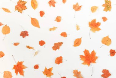 Sonbahar kompozisyon arka planı. Beyaz arka planda sonbahar ağaç yapraklarından yapılmış desen. Üst Manzara. Uzayı kopyala Düz yatıyordu