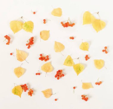 Sonbahar kompozisyon arka planı. Beyaz arka planda sonbahar ağaç yapraklarından yapılmış desen. Üst Manzara. Uzayı kopyala Düz yatıyordu