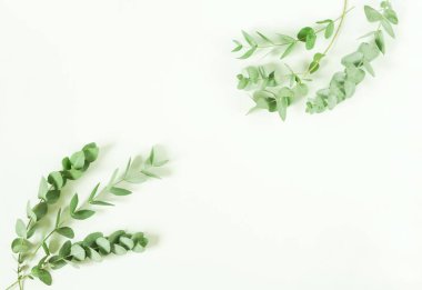 Okaliptüs dalları beyaz arka plan üzerinde. Düz yatıyordu, en iyi görünüm. kopya alanı