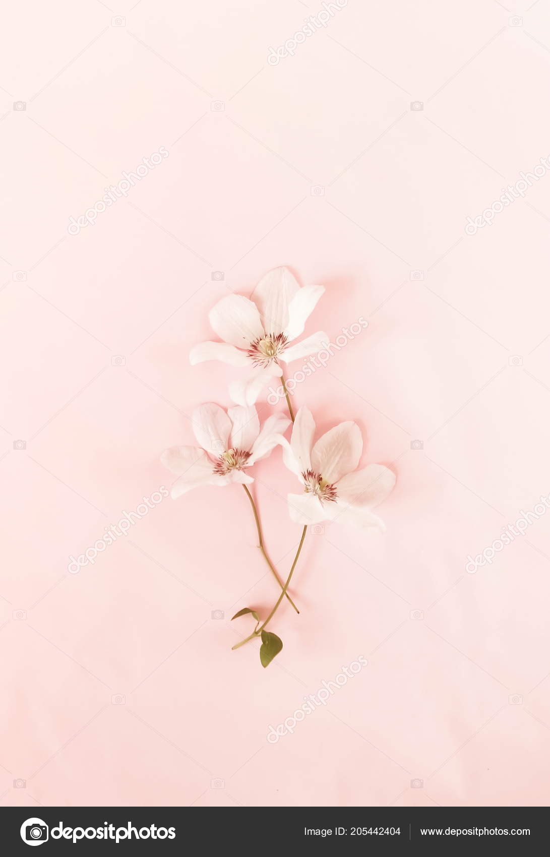 Pink Background Flowers gambar ke 20
