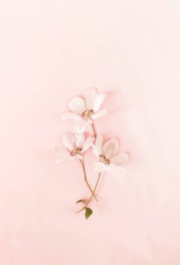 Çiçekler arka plan. Soluk pembe çiçekler soluk pembe bir arka plan üzerinde. Düz yatıyordu, en iyi görünüm. Kopya alanı