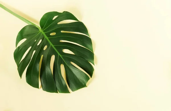 Exotiska Tropiska Monstera Palmblad Blek Gul Bakgrund Platt Lekmanna Top — Stockfoto