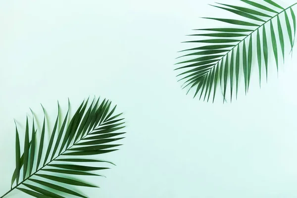 Green Palm Branches Pale Blue Background Abstract Top View Copy — Stock Photo, Image