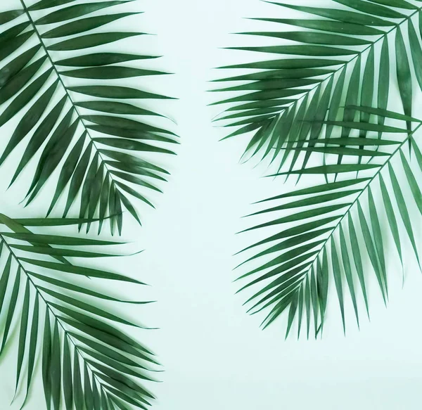 Zielone Palmy Blado Niebieski Background Abstract Top View Copy Space — Zdjęcie stockowe
