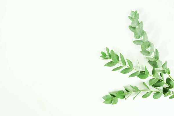 green eucalyptus branches on white background. Flat lay, top view. copy space