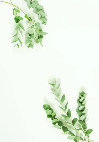 Rami Eucalipto Verde Sfondo Bianco Posa Piatta Vista Dall Alto — Foto Stock