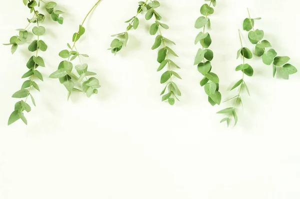 green eucalyptus branches on white background. Flat lay, top view. copy space