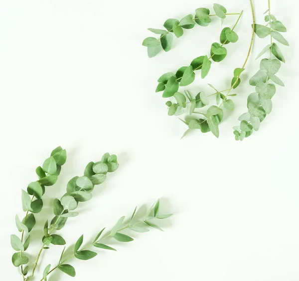Rami Eucalipto Verde Sfondo Bianco Posa Piatta Vista Dall Alto — Foto Stock