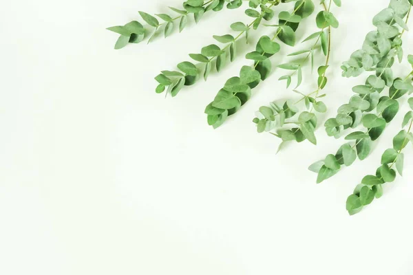 Grön Eucalyptus Grenar Vit Bakgrund Platt Lekmanna Top View Kopia — Stockfoto