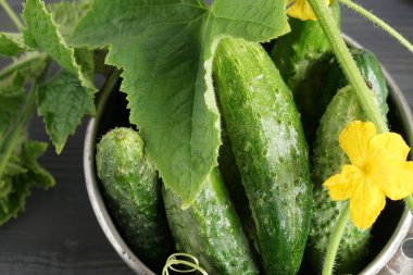 taze yeşil salatalık, görünümü kapatın