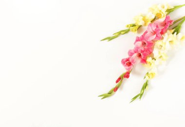 Glayöl beyaz arka plan üzerinde. Kılıç çiçeği, tatil tebrik kartı deseni. Düz yatıyordu, en iyi görünüm. Çiçekler arka plan. Çerçeve çiçek. Kopya alanı