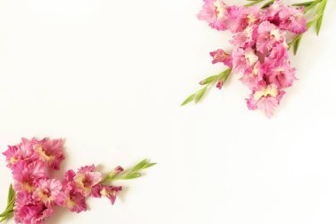 Glayöl beyaz arka plan üzerinde. Kılıç çiçeği, tatil tebrik kartı deseni. Düz yatıyordu, en iyi görünüm. Çiçekler arka plan. Çerçeve çiçek. Kopya alanı