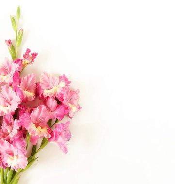 Glayöl beyaz arka plan üzerinde. Kılıç çiçeği, tatil tebrik kartı deseni. Düz yatıyordu, en iyi görünüm. Çiçekler arka plan. Çerçeve çiçek. Kopya alanı