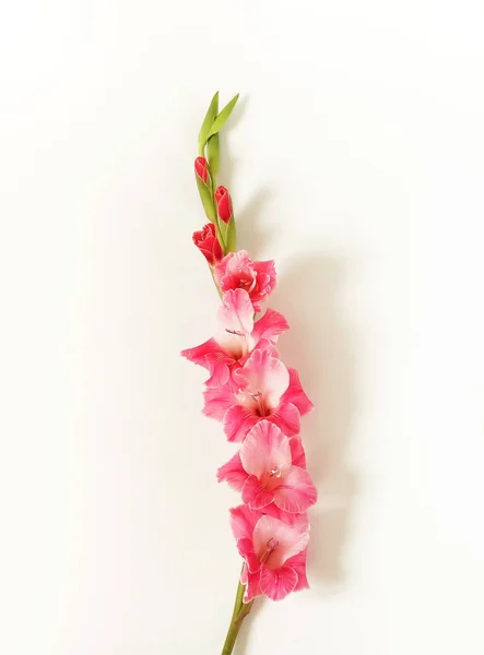 Gladioluses White Background Pattern Gladioli Holiday Greeting Card Flat Lay — Stock Photo, Image