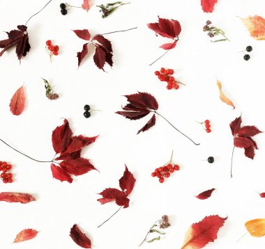 Sonbahar kompozisyon arka plan. Beyaz arka plan üzerinde ağaç yaprak sonbaharın desen yaptı. Üstten görünüm. Düz yatıyordu