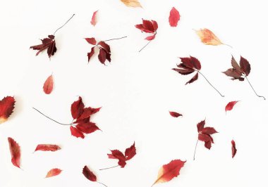 Sonbahar kompozisyon arka plan. Beyaz arka plan üzerinde ağaç yaprak sonbaharın desen yaptı. Üstten görünüm. Düz yatıyordu