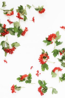 Sonbahar arka plan deseni. beyaz zemin üzerine kırmızı kartopu dallarında. üstten görünüm. kopya alanı