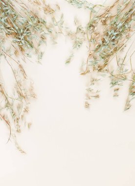 Yulaf soluk bej renkli arka plan üzerinde bazı spikelets. üstten görünüm. kopya alanı