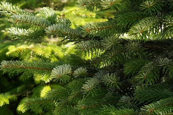 Bir Noel Kartı Için Arka Plan Doku Tüylü Ağaç Dalları — Stok fotoğraf