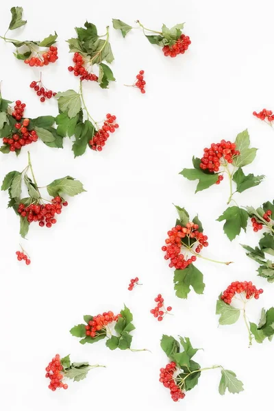 Φθινόπωρο Μοτίβο Φόντου Κλάδους Της Βιβούρνο Κόκκινο Λευκό Φόντο Top — Φωτογραφία Αρχείου