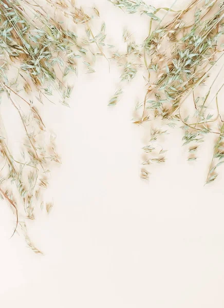 Yulaf soluk bej renkli arka plan üzerinde bazı spikelets. üstten görünüm. kopya alanı