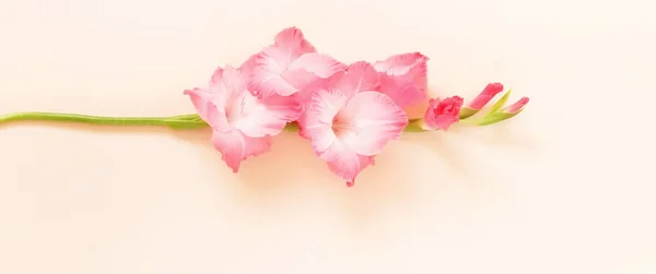 Minimale Pastel Kleuren Bloemen Achtergrond Een Gladioluses Beige Achtergrond Wenskaart — Stockfoto