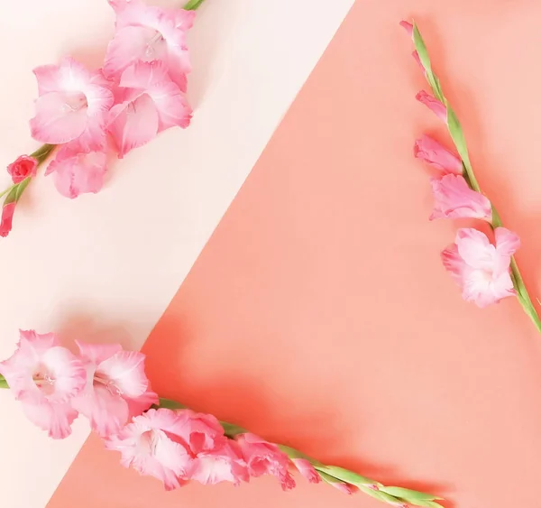 Bloemen Achtergrond Boeket Van Roze Gladioluses Beige Roze Pastel Kleuren — Stockfoto