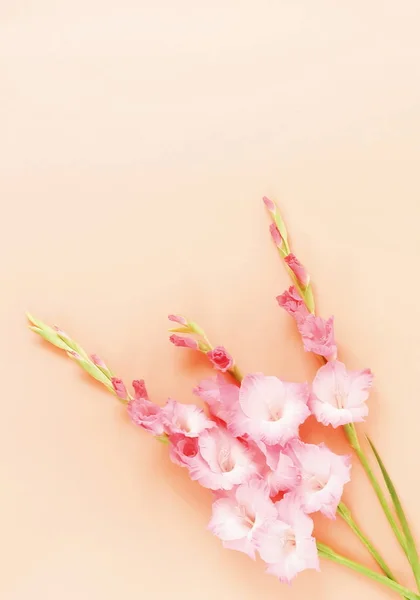 花の背景 ベージュ色の背景に淡いピンクの Gladioluses のブーケ グラジオラス 休日グリーティング カードのパターン フラット横たわっていた トップ ビュー — ストック写真