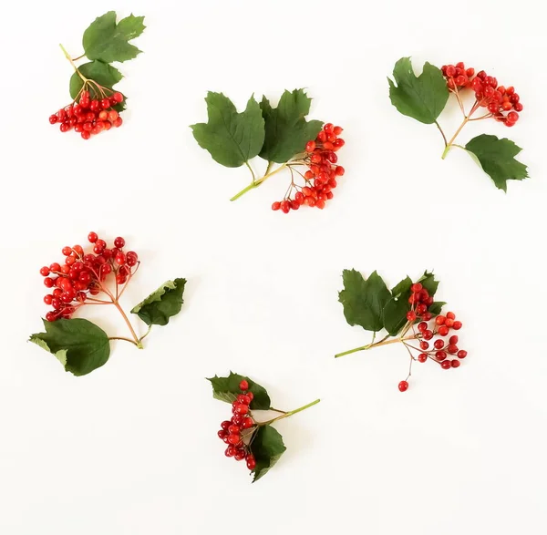 Herbstliches Hintergrundmuster Zweige Von Rotem Viburnum Auf Weißem Hintergrund — Stockfoto